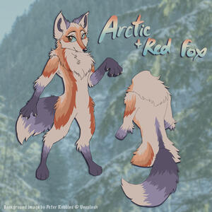 Arctic/Red Fox Hyrbid (Personal)